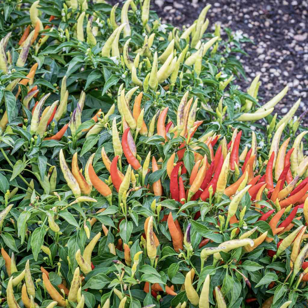 chilli pepper plant