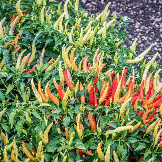 chilli pepper plant