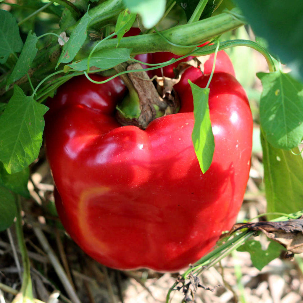 red california wonder pepper