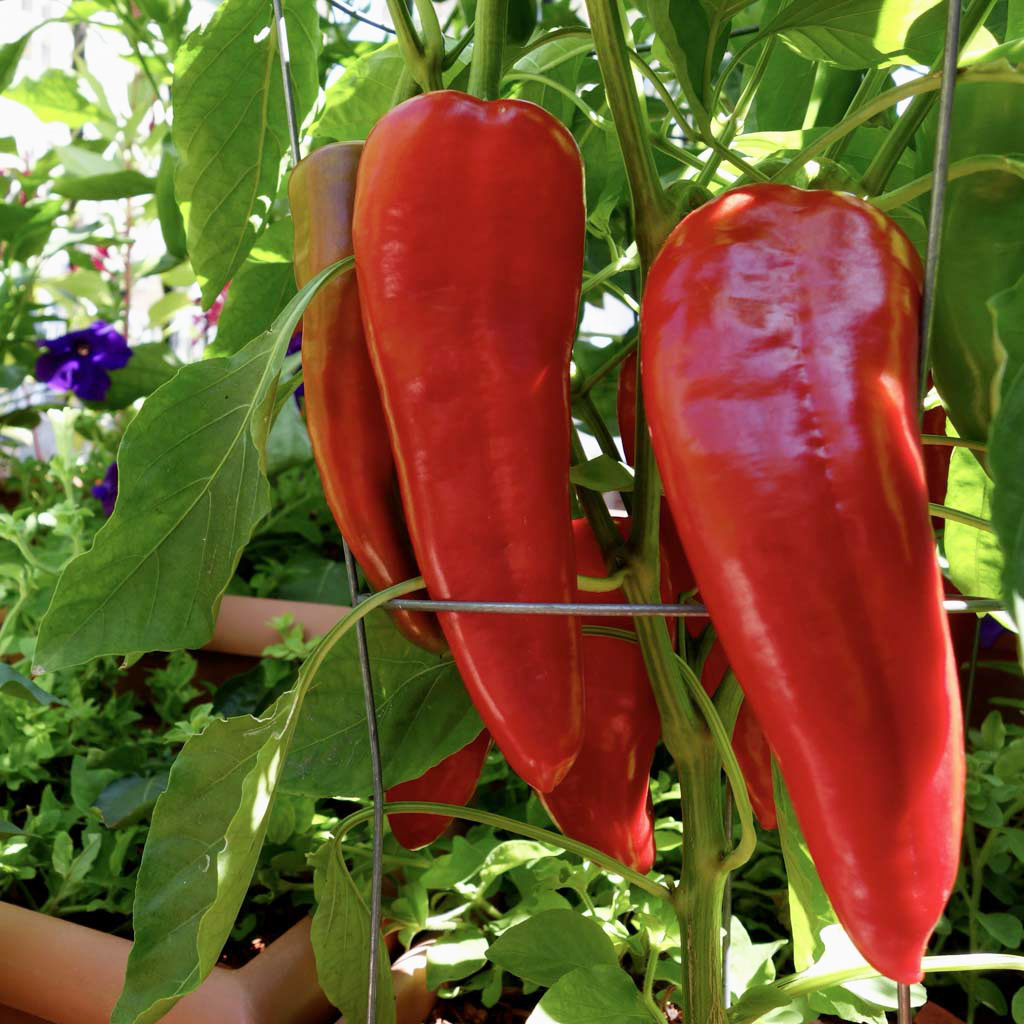 three long red marconi sweet peppers growing