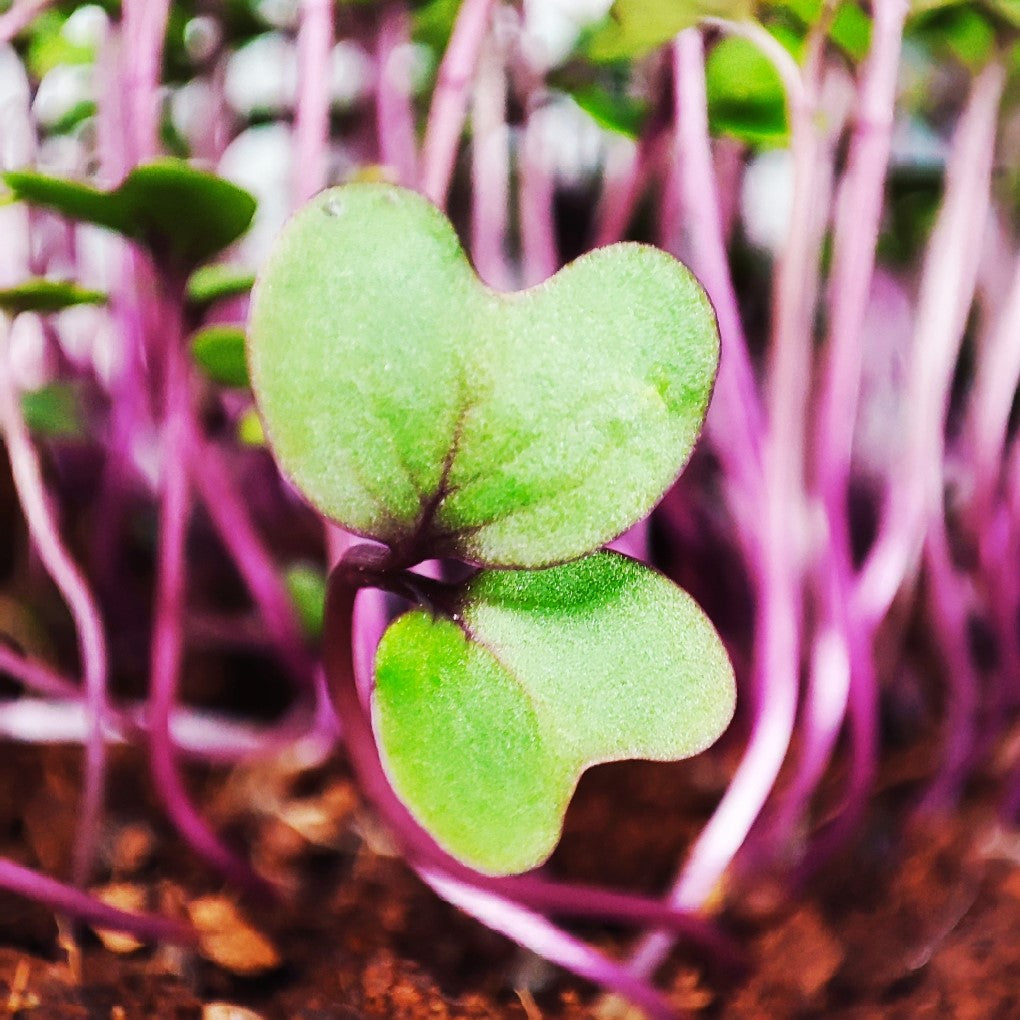 Organic Red Cabbage Microgreen and Sprouting Seeds