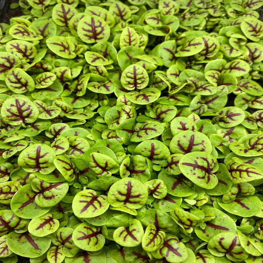 Rocket microgreens photographed close up