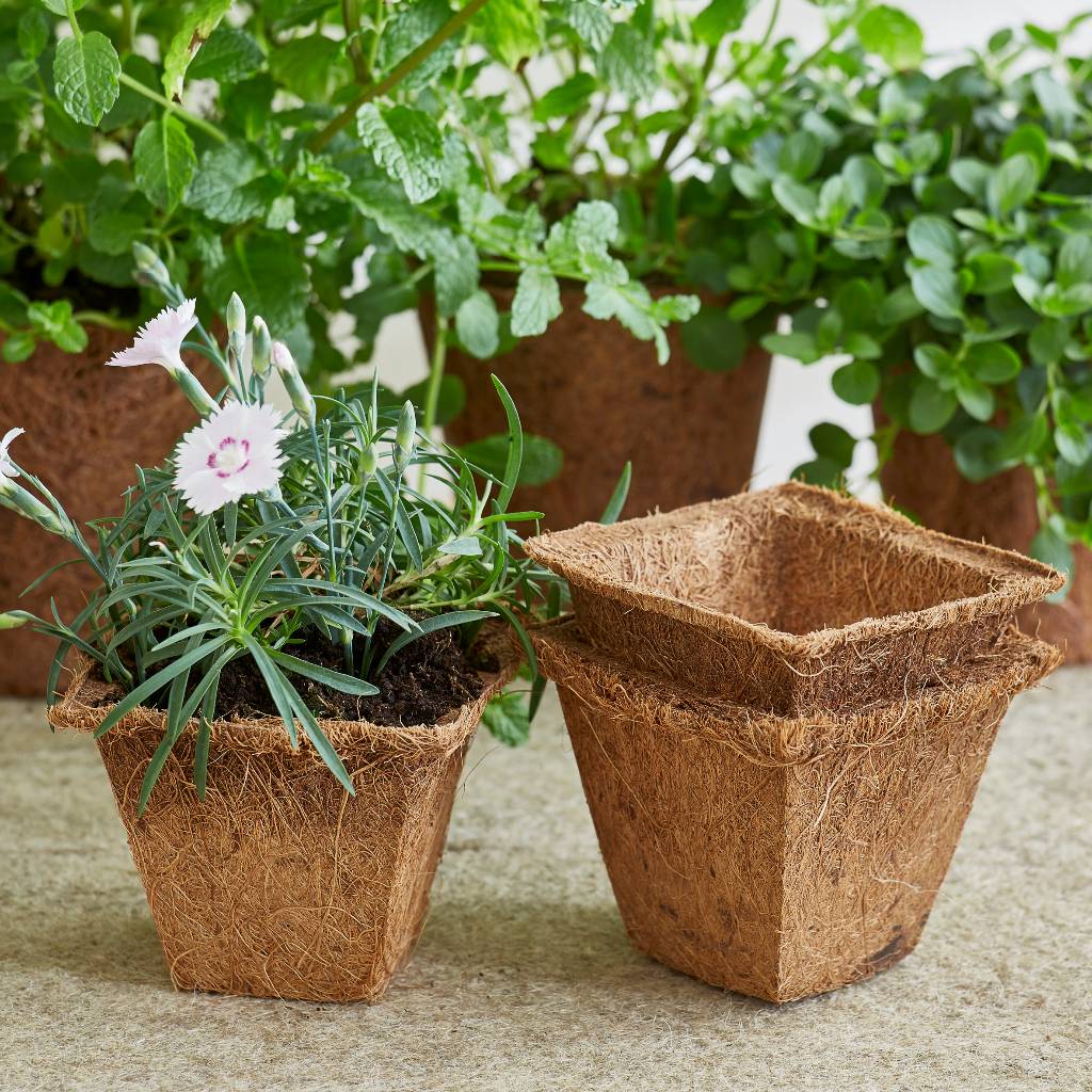 Large Coco Pot Thick Wall Coco Coir Pot | 8cm square | Grow Sow Greener