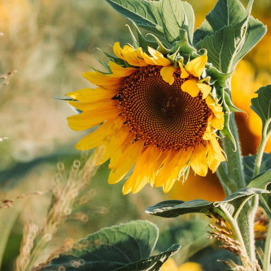 yellow sunflower