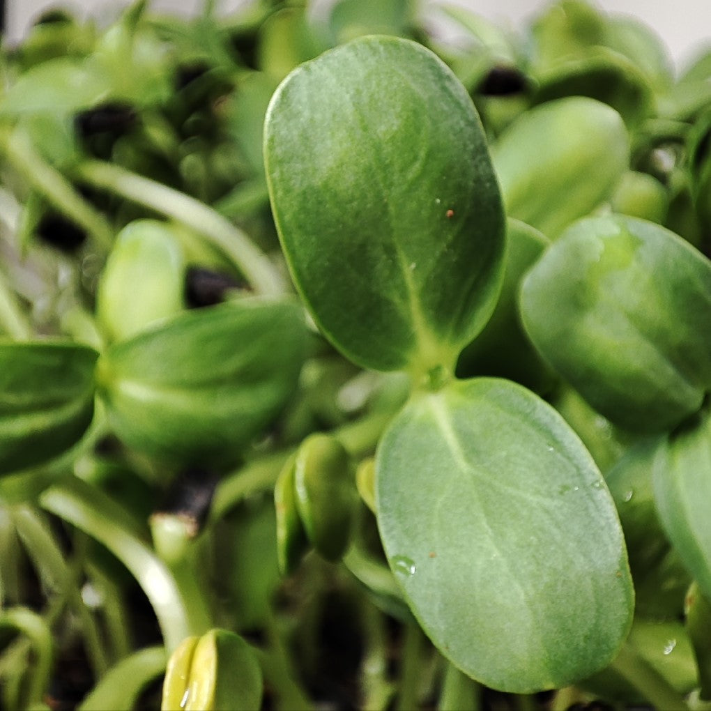 Organic Non-GMO Sunflower Microgreen & Sprouting Seeds