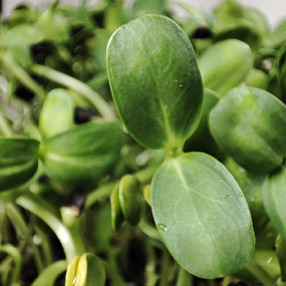 Organic Sunflower Microgreen & Sprouting Seeds - Tiny Seeded