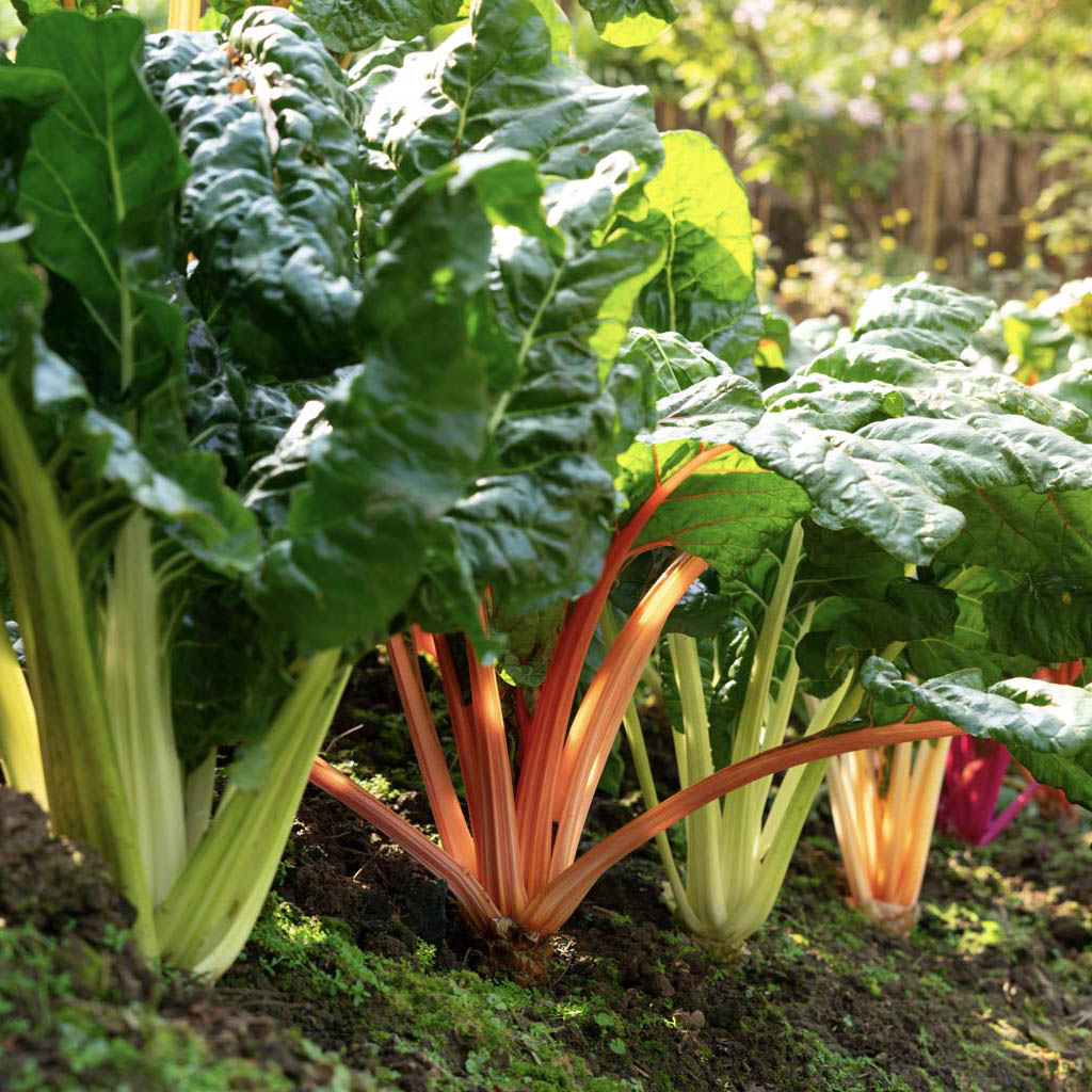 rainbow chard growing in the allotment