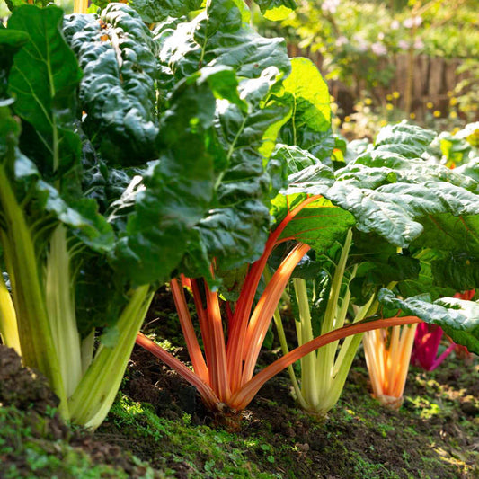 rainbow chard growing in the allotment