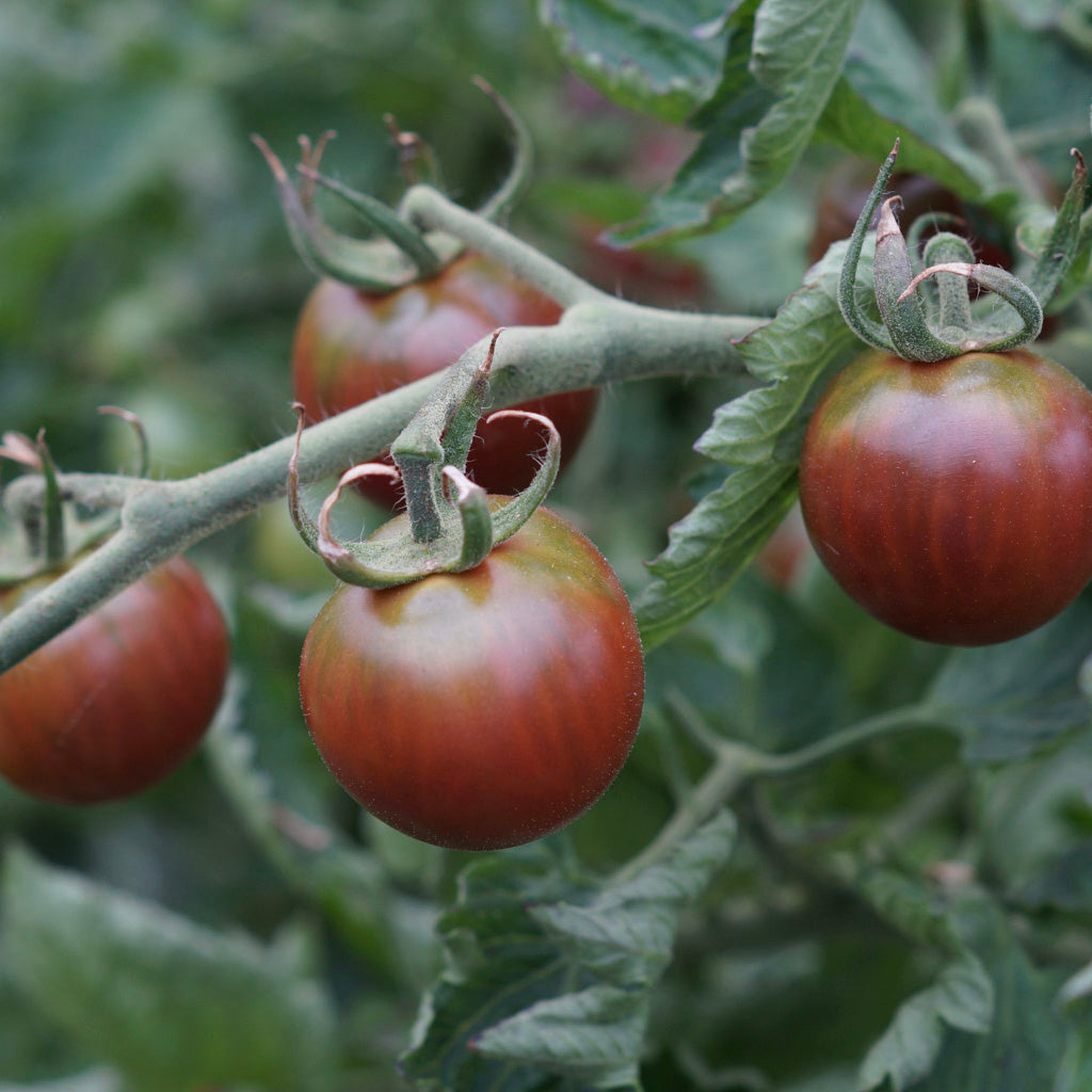 cherry tomatoes growing