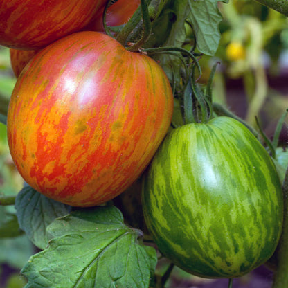 stripy red and green tigarella tomatoes
