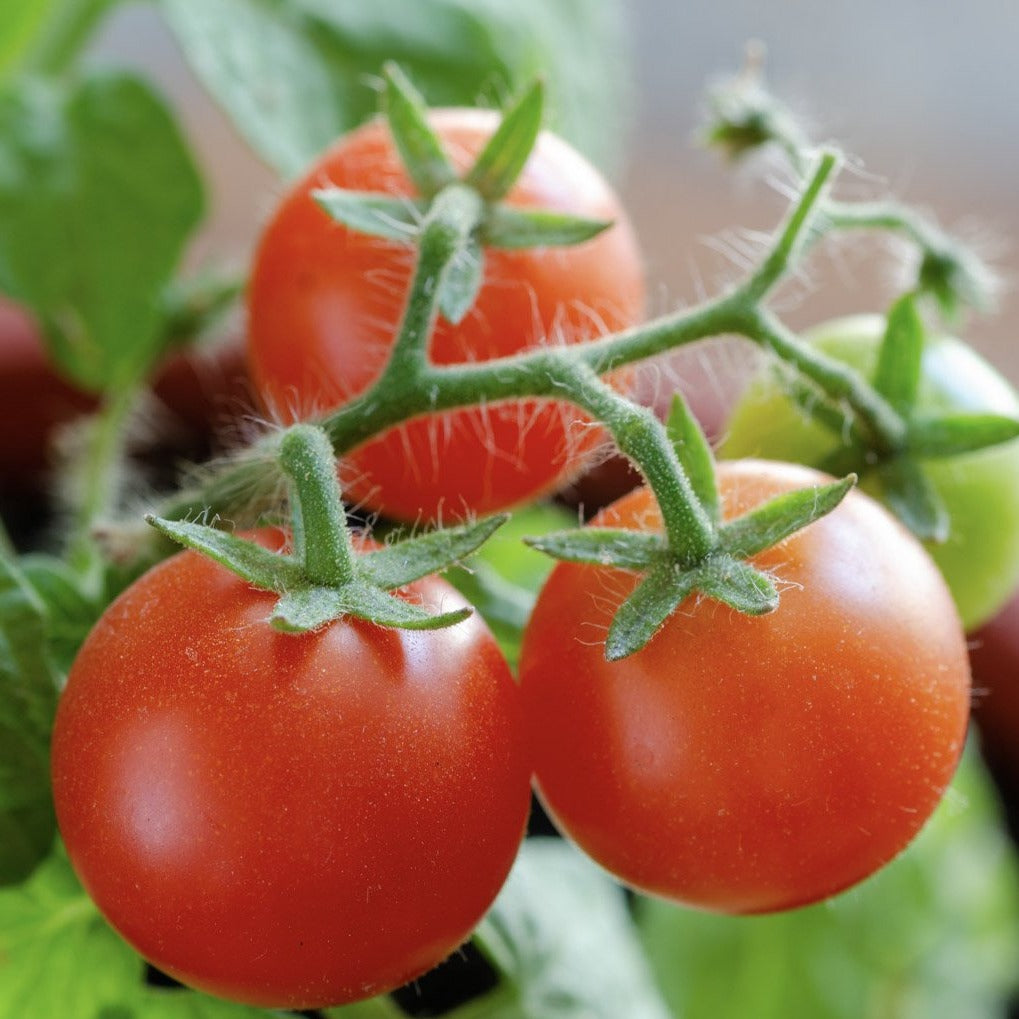 3 red cherry tomatoes growing