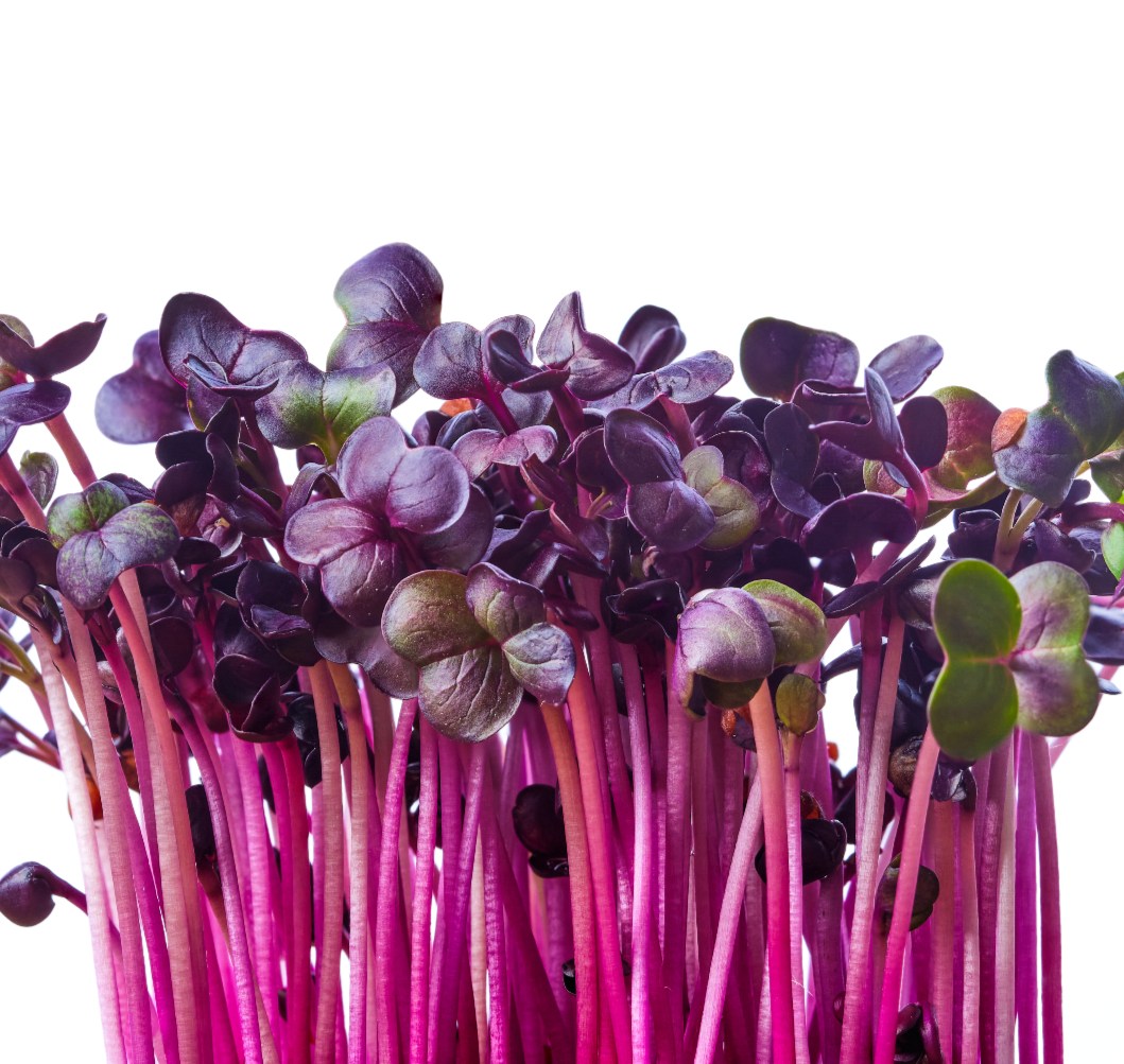 purple rambo radish microgreens