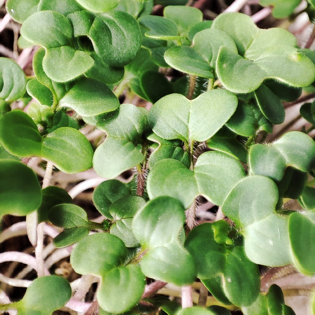 Organic White Mustard Microgreen Seeds