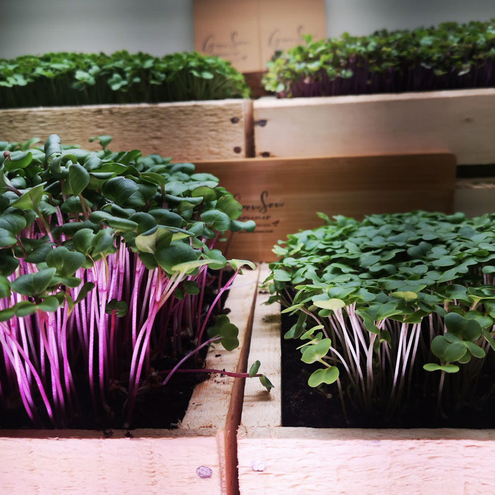 microgreens growing in wooden seed trays